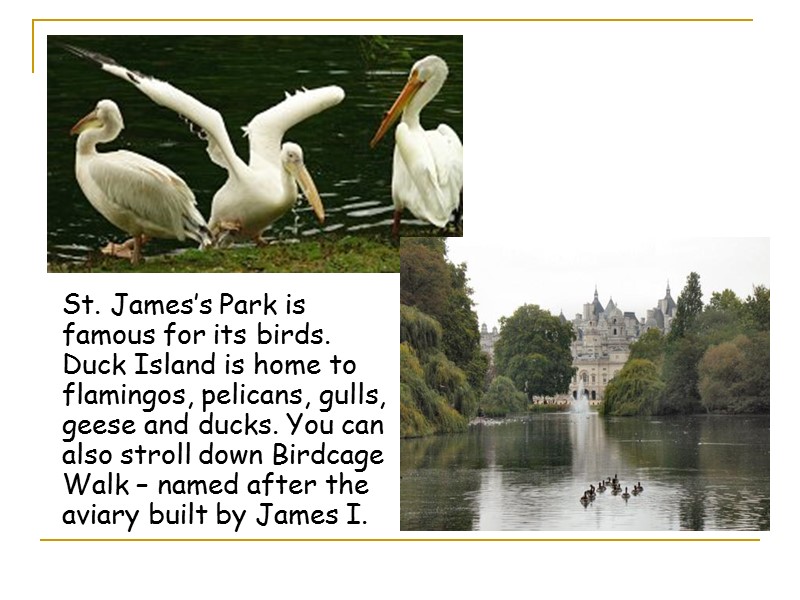 St. James’s Park is famous for its birds. Duck Island is home to flamingos,